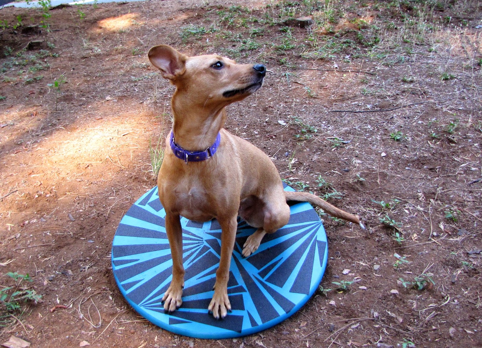 ZoePhee How to Make Wobble Board for Dogs!