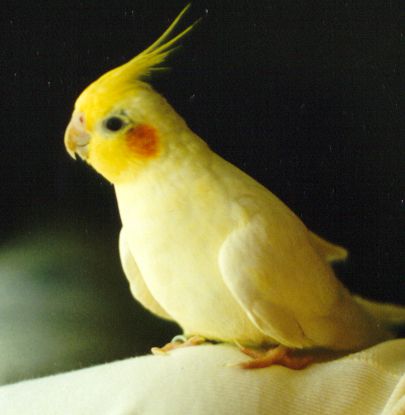 australian cockatiel