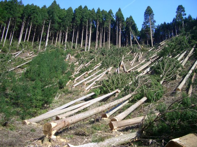 What are the primary causes of global deforestation?