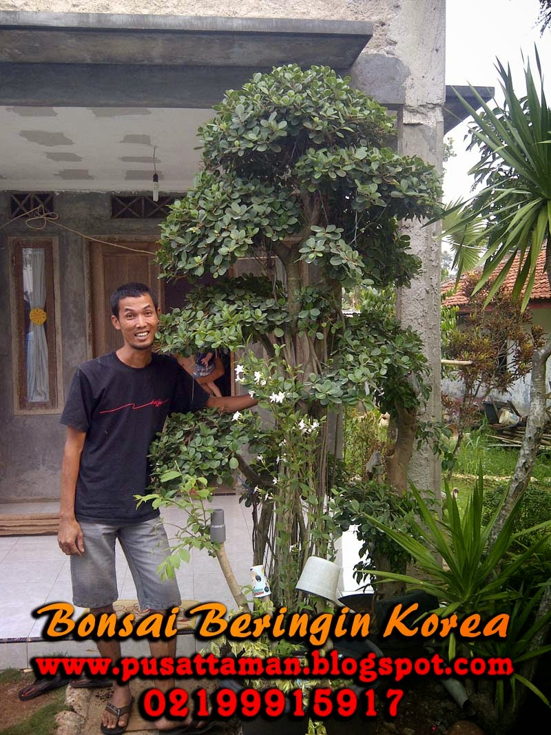 pohon beringin korea pohon bonsai hias jual tanaman hias tukang taman pohon beringin korea pohon bonsai hias jual tanaman hias tukang taman