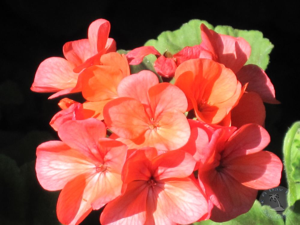 A Day In San Diego San Diego Flowers In Bloom