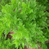 An herb kills 98 % of malignant cancer cells
