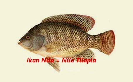 Ikan Nila Atau Tilapia Ikan Nila Atau Tilapia
