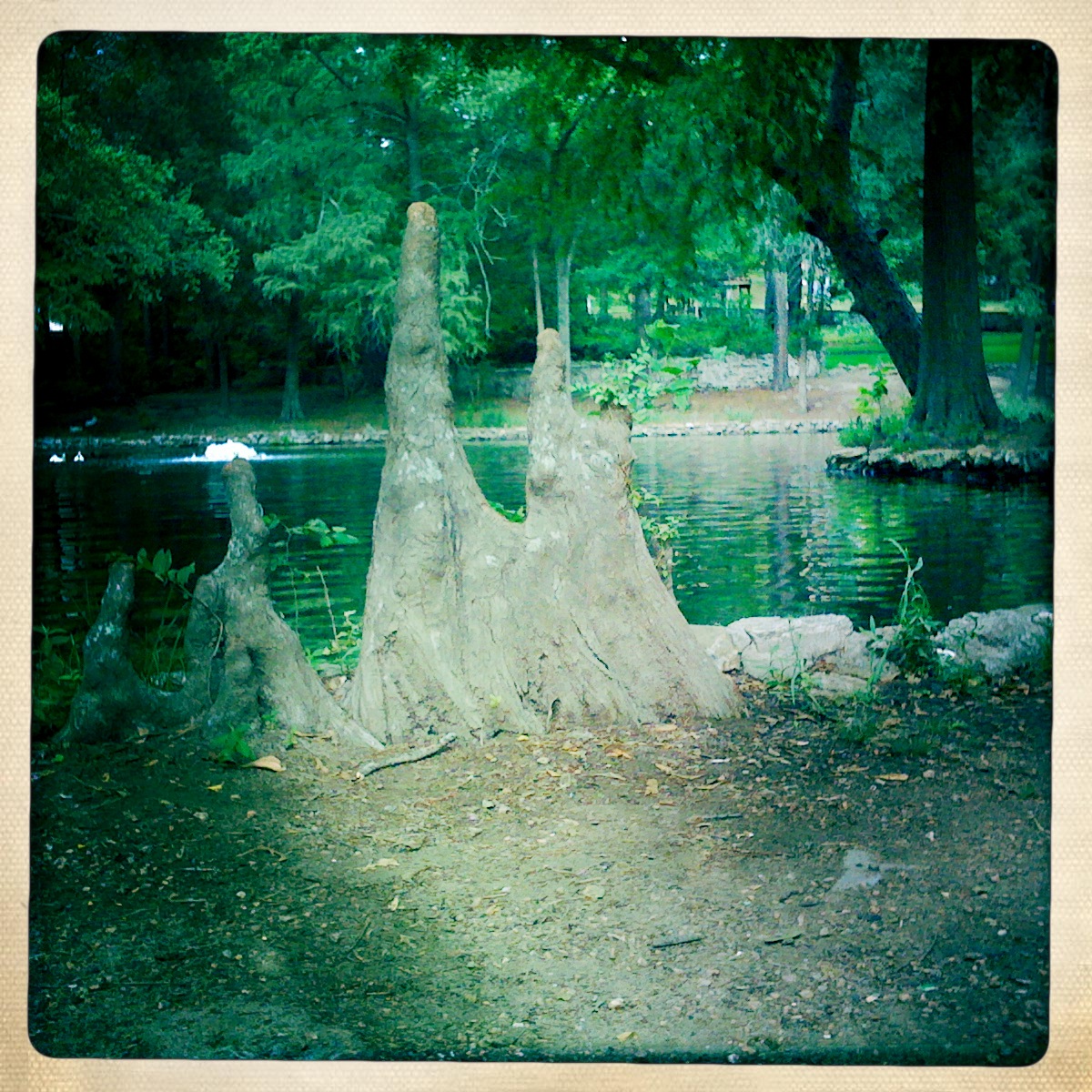 The Duck Pond in Huntsville, Texas