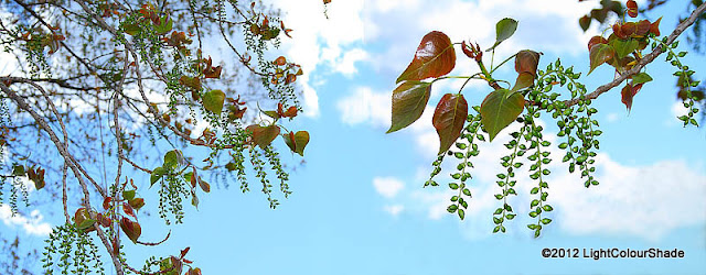 Black poplar twigs against the blue sky