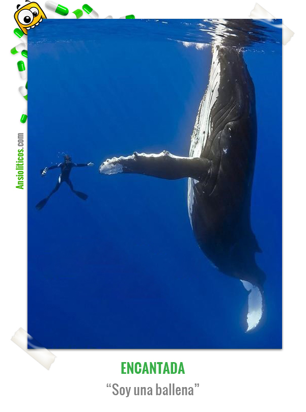Chiste de Animales de una ballena educada