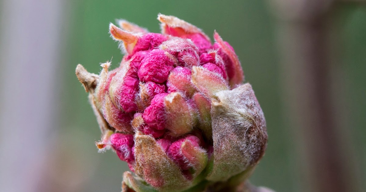 Gardening Through A Lens Winter Flowering Pink Dawn Viburnum