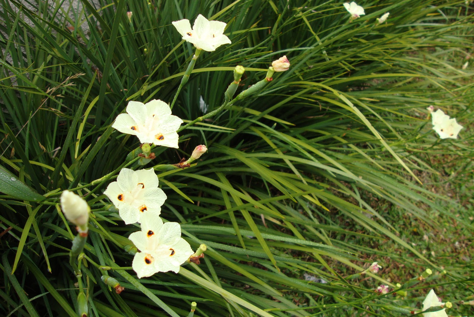 plantas jardim nomes:Fênix Plantas e Jardins: Moréia; Muito versátil! plantas jardim nomes:Fênix Plantas e Jardins: Moréia; Muito versátil!