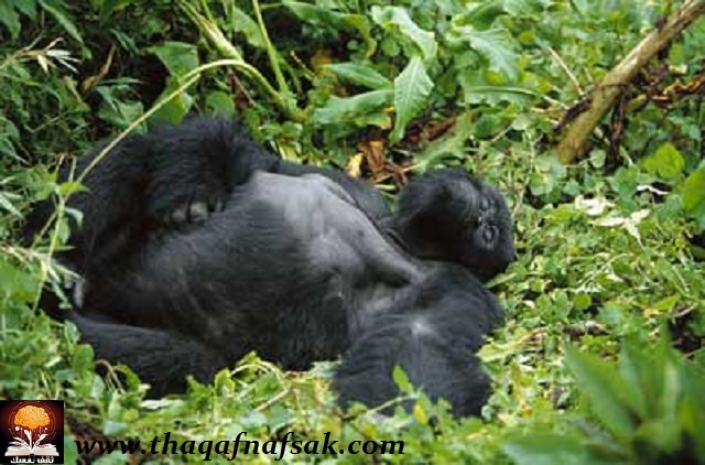 ���� ������ �� ����� ������ ������� ���� ������ �� ���� ������ ������ �������