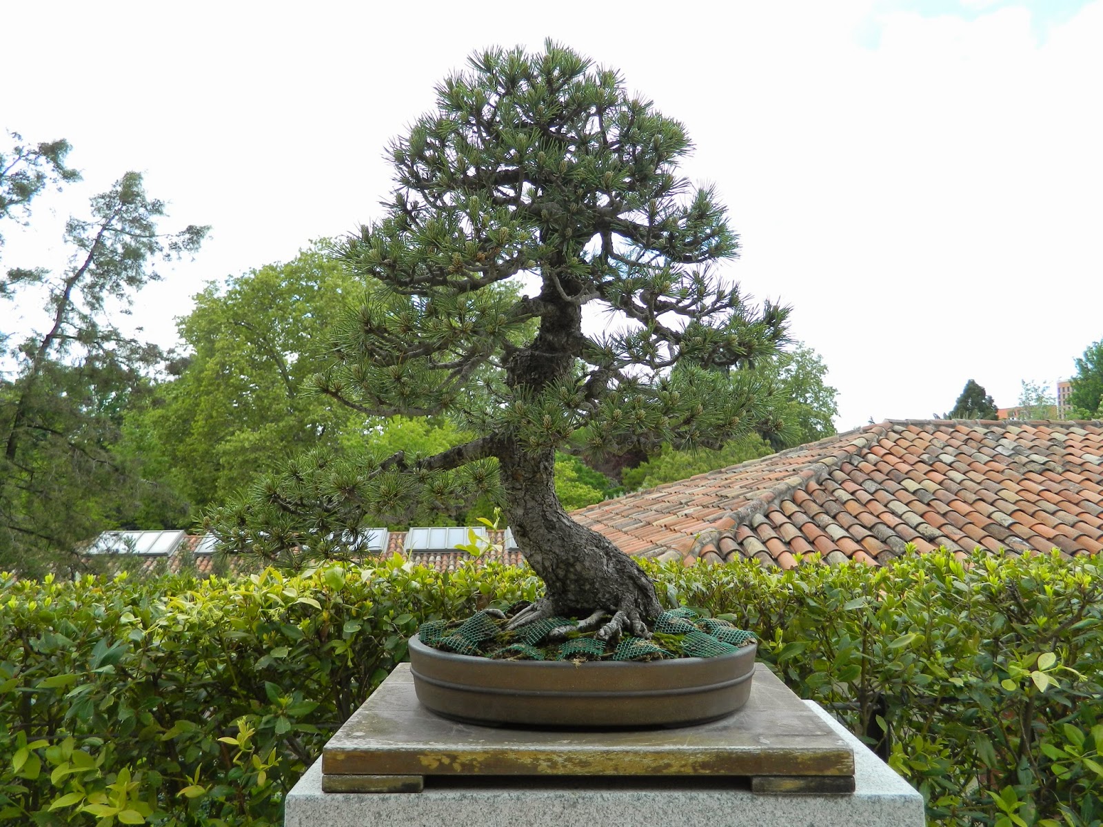 CYD Los bonsais del botánico de Madrid