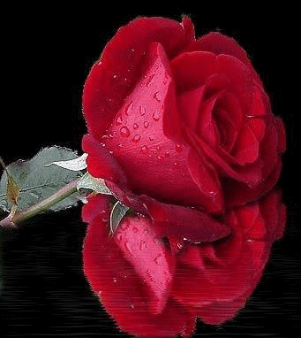 Una Rosa Per il Nostro Amore..Cuore Mio Tu...