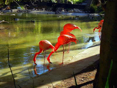 Pink Flamingos