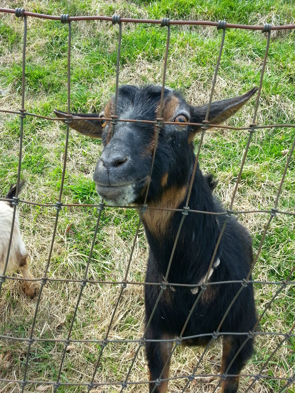 Sanctuary Farm Goat Mites