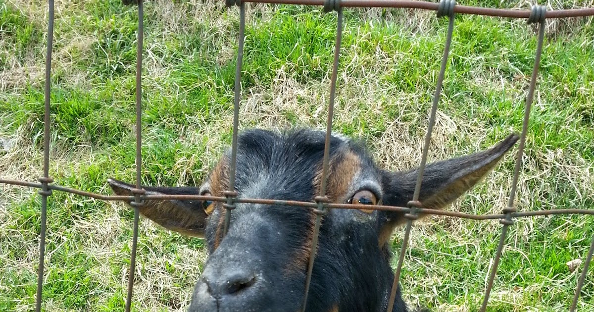 Sanctuary Farm Goat Mites