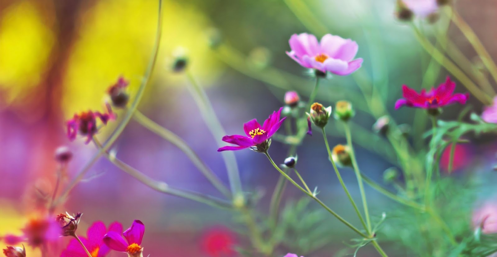 WALLPAPER BUNGA RUMPUT INDAH | Gambar Kartun Lucu dan Wallpaper Keren