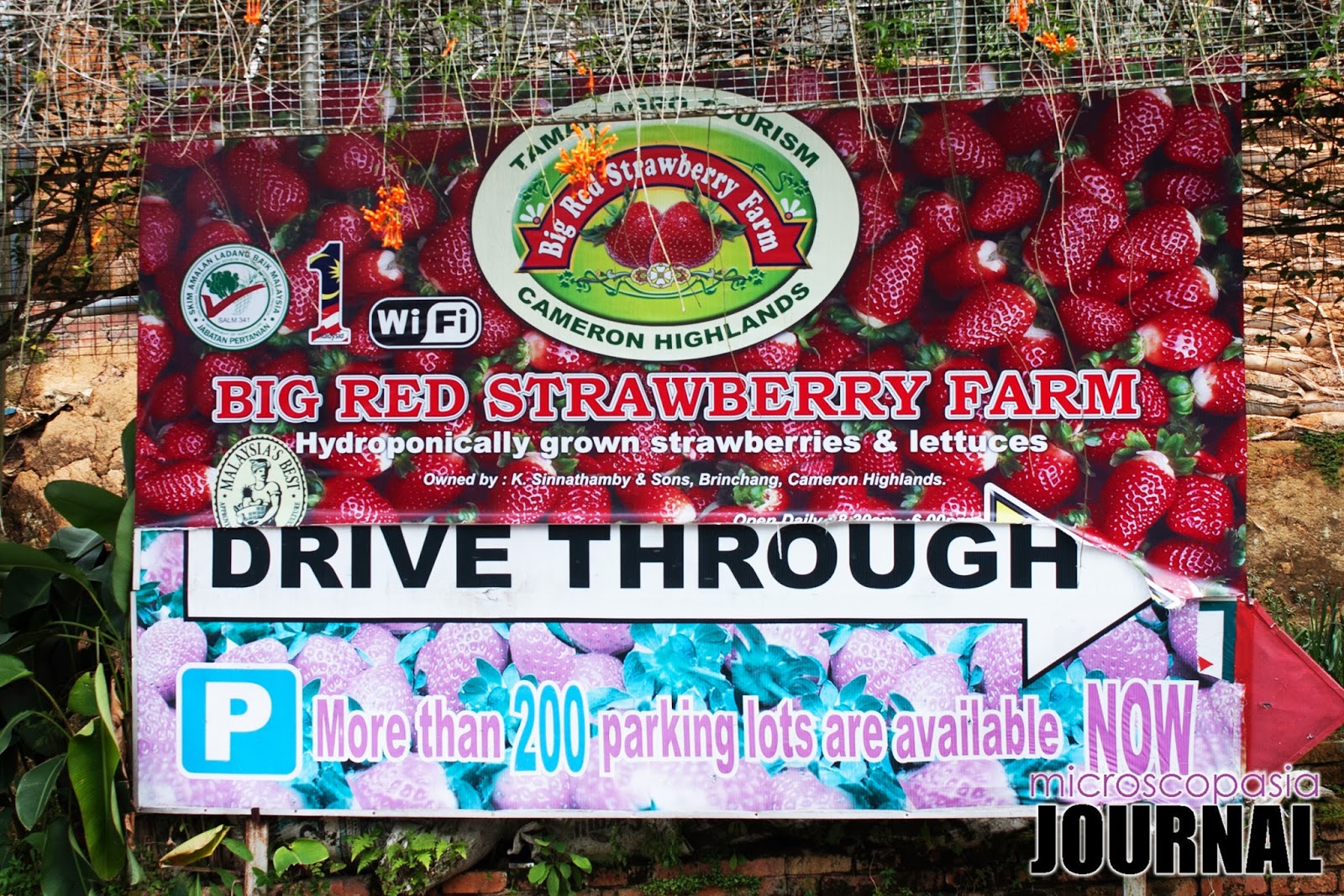 Strawberry farm red big 11 Best