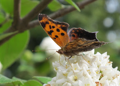 Eastern Comma, Polygonia comma 4