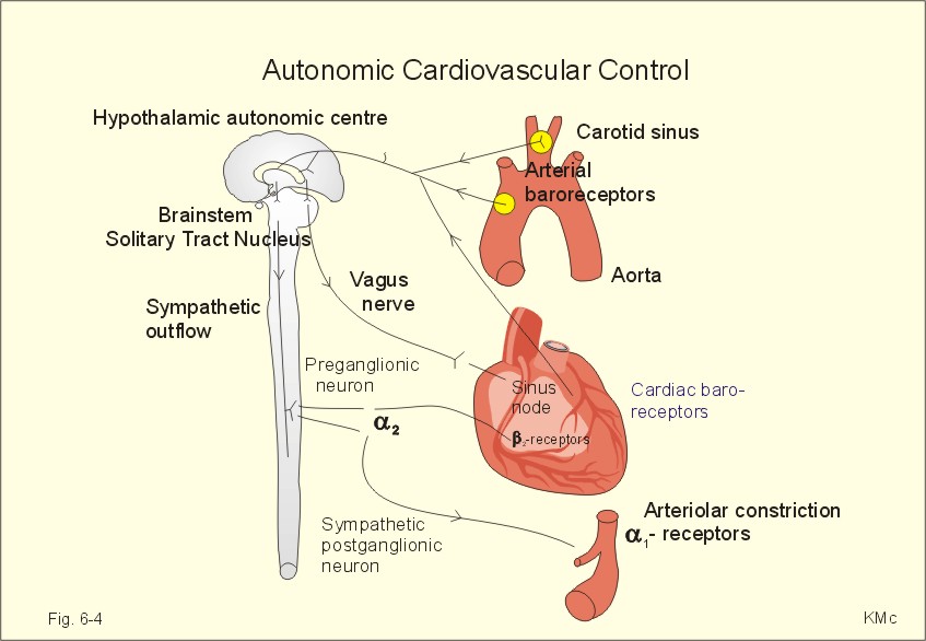 the cardiovascular system blood pressure regulation Physiology review: circulatory system and hormonal control this regulatory system controls blood contributes to the pressure driving blood back to the. the cardiovascular system blood pressure regulation Physiology review: circulatory system and hormonal control this regulatory system controls blood contributes to the pressure driving blood back to the.