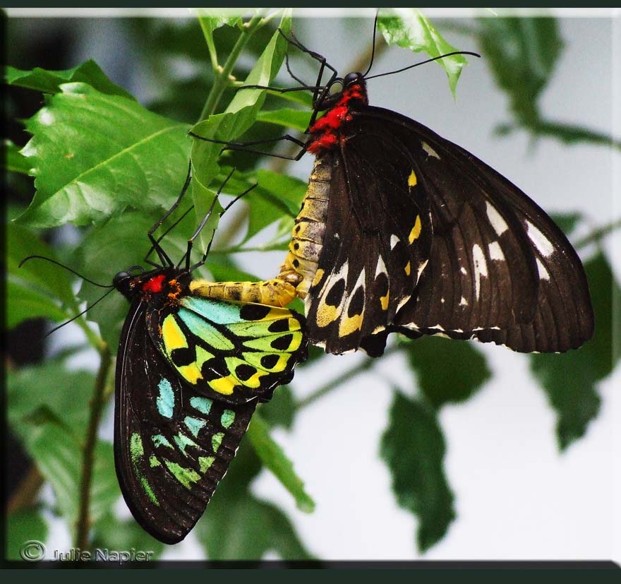 Birdwing Butterflies Mating