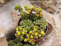 × Cremnosedum 'Little Gem