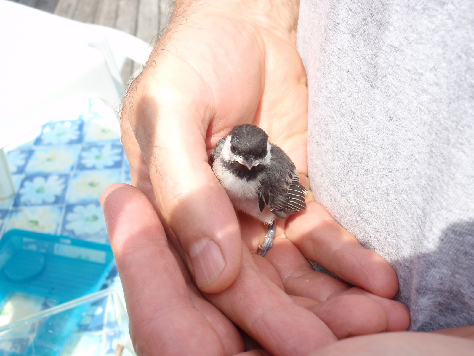 Chickadee In Hand