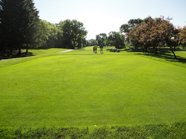 Golf Course poa trivialis tee in June