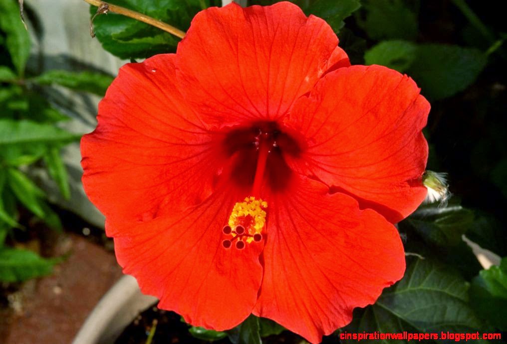 Hibiscus flower search in pictures Hibiscus flower search in pictures