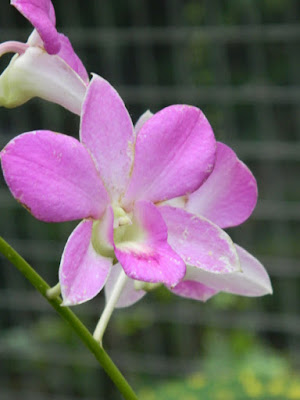 Dendrobium bigibbum Cooktown orchid  at Orchid World Barbados by garden muses-not another Toronto gardening blog