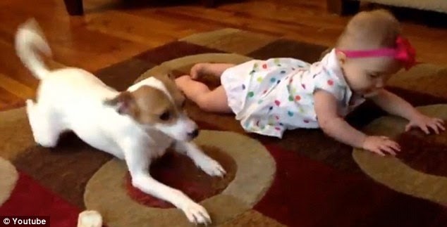  كلب يٌعلم رضيعة الحبو يصل إلى 3 مليون مشاهدة في أيام Dog+Teaches+Baby+to+Crawl