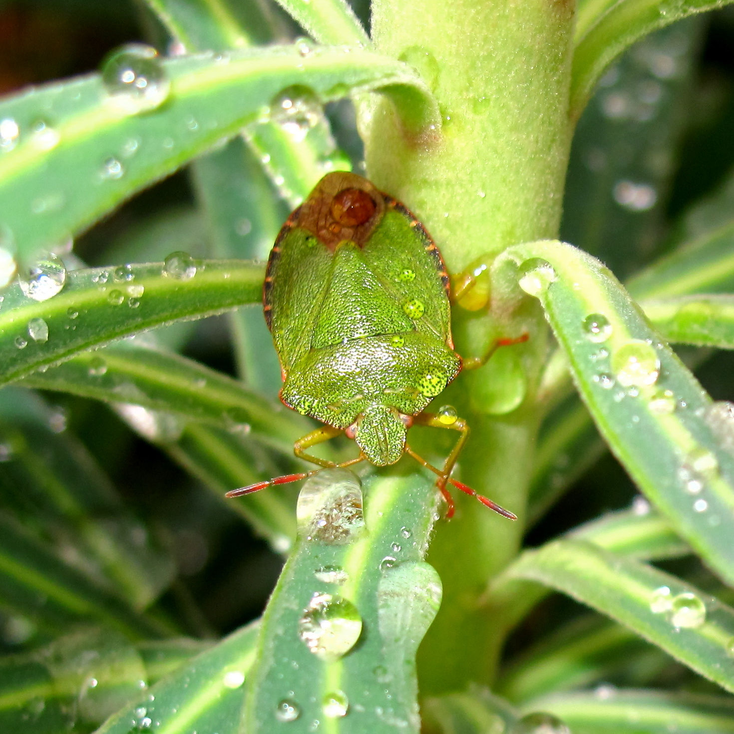 BugBlog Chameleon bug