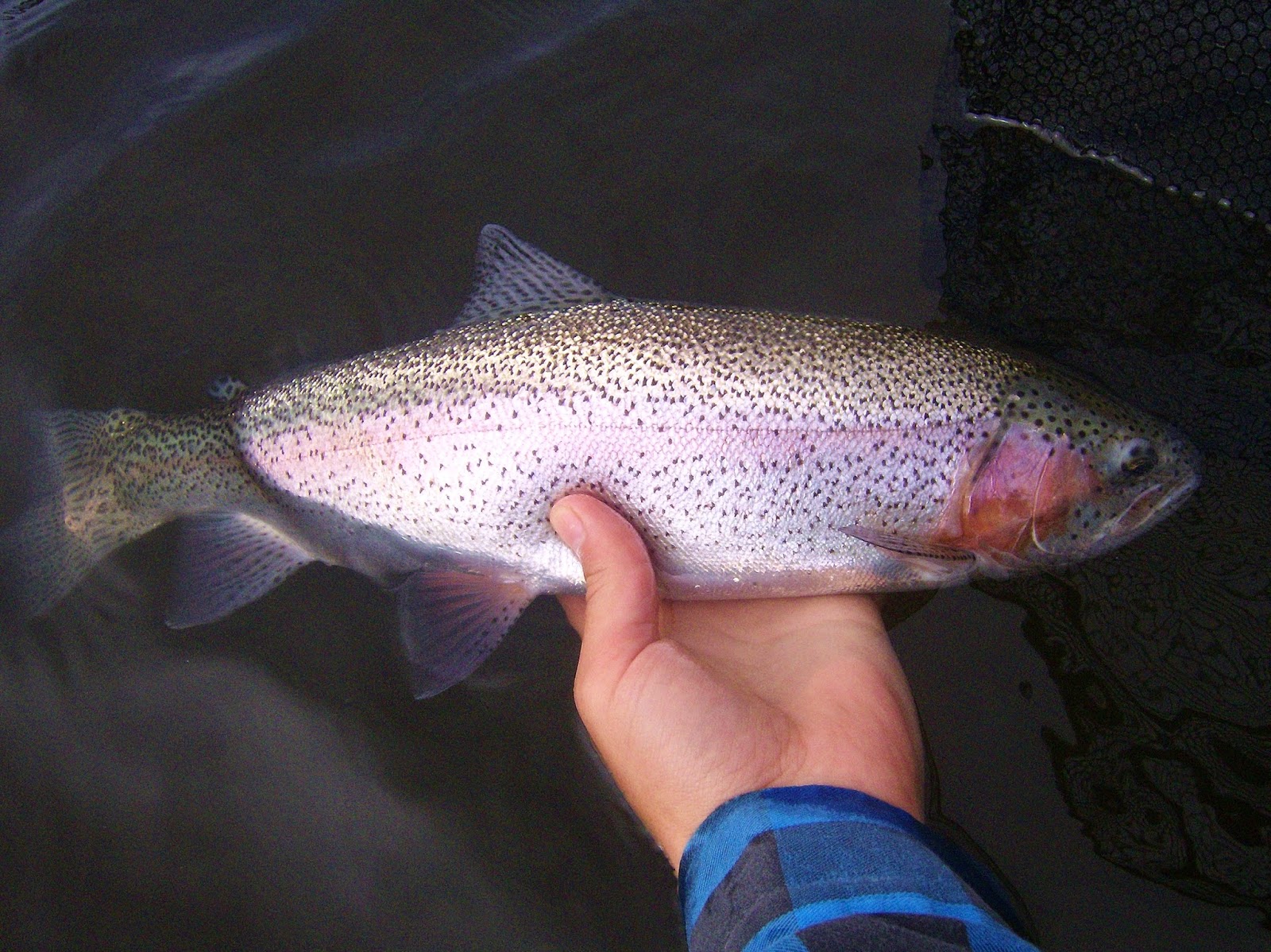 Pacific Northwest Fly Fishing 2014