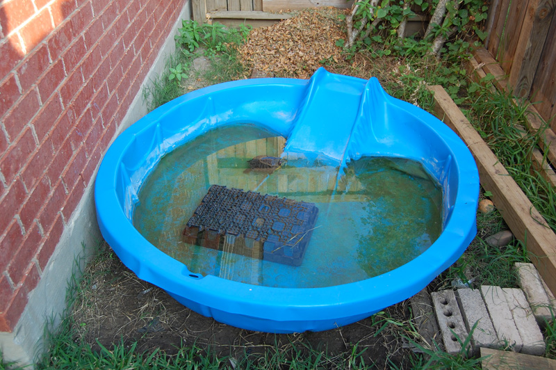 Daddykirbs Farm Galvanized Stock Tank for Pet Turtle