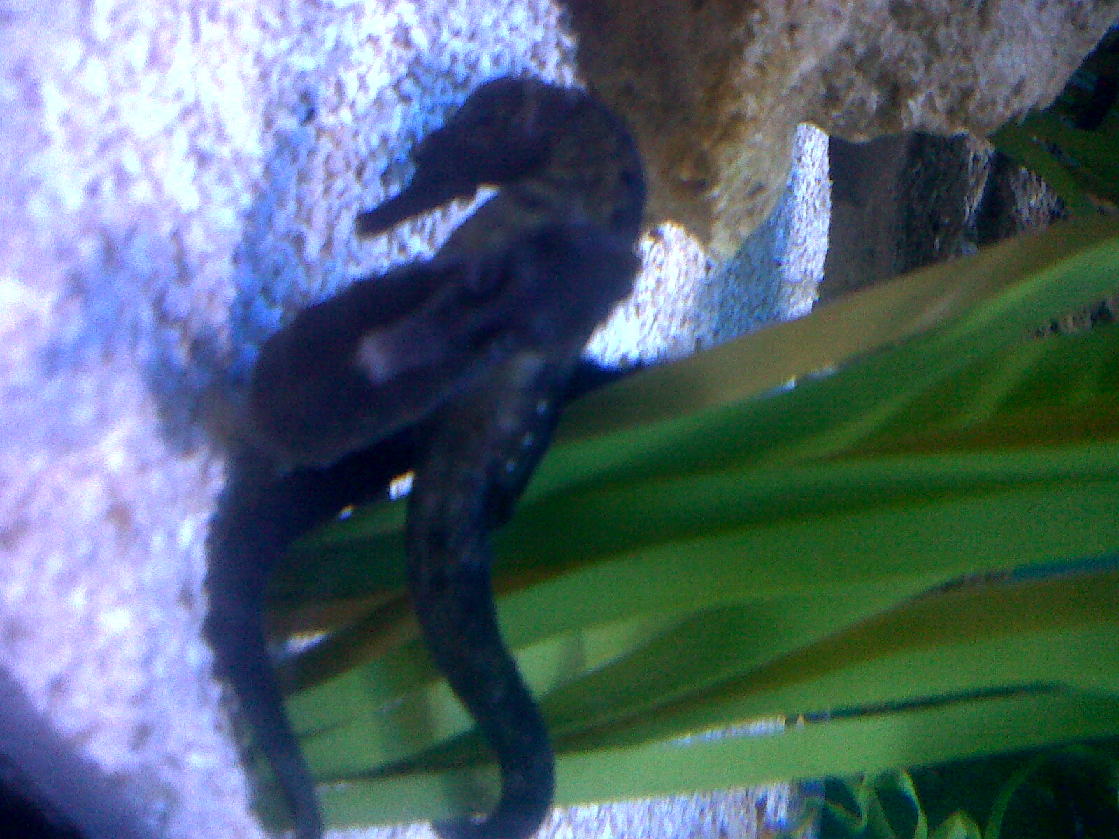 Seahorse Seahorse
