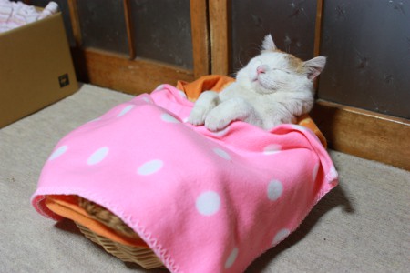 Keep Cat Out From Under Bed Keep Cat Out From Under Bed