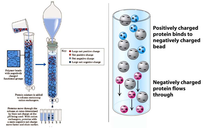 Anion Exchange Chromatography