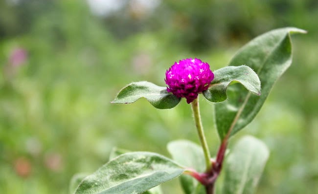 Gomphrena Flowers Pictures Gomphrena Flowers Pictures