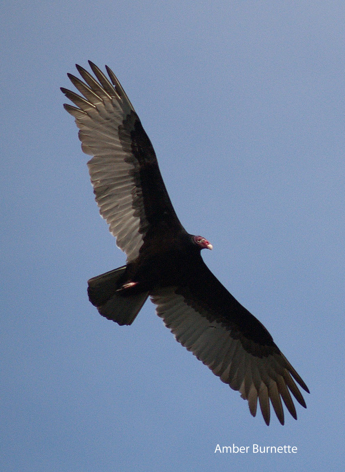 The Raptor Center Baby Raptor Species is a Turkey Vulture!