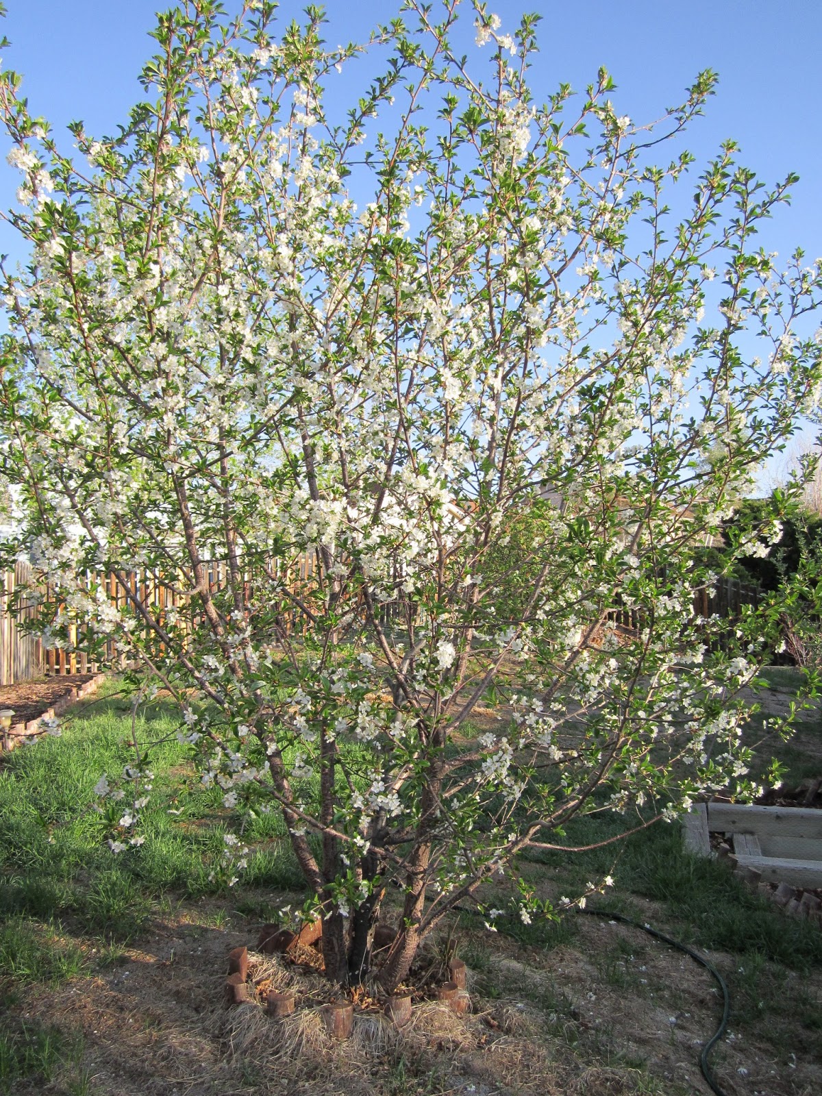 cherry tree sprout cherry s prairie primitives cherry tree is blooming and seedlings are sprouting cherry tree sprout cherry s prairie primitives cherry tree is blooming and seedlings are sprouting