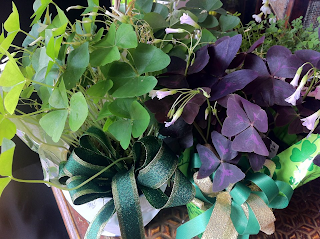 Oxalis at Stein Your Florist Co