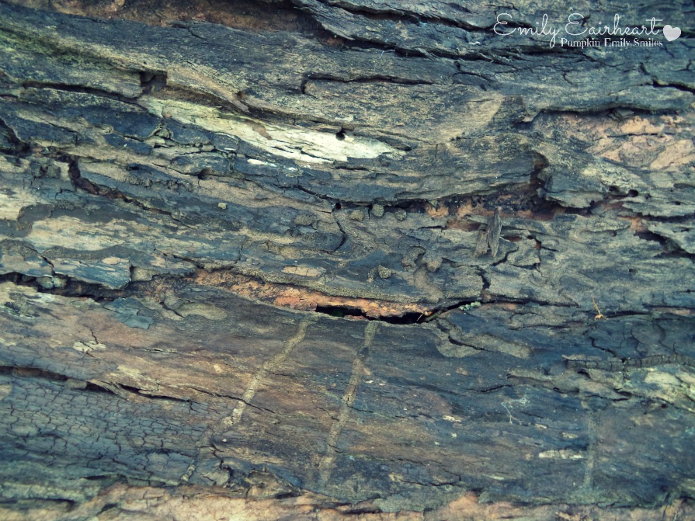 Tree bark