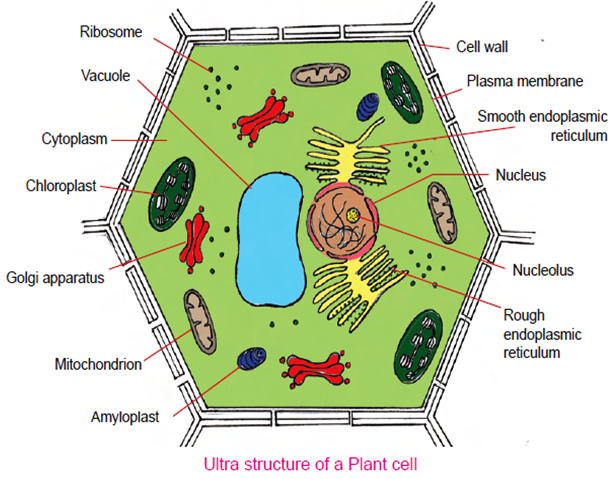 CBSE Pathshala: 8th Class CELL -STRUCTURE AND FUNCTIONS ...