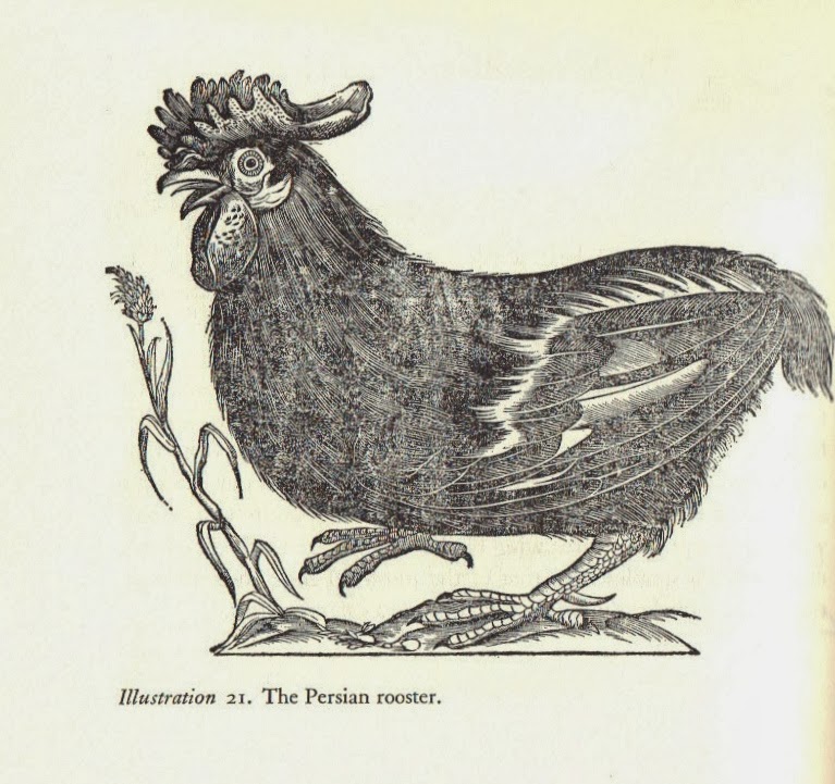 The Official Blog Chicken history research