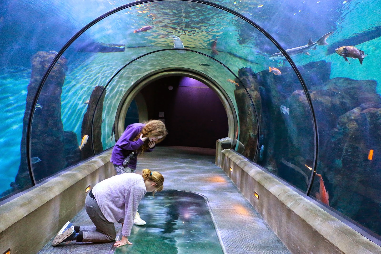 Russman's spot Oregon Oregon Coast Aquarium Newport Beach Tillamook