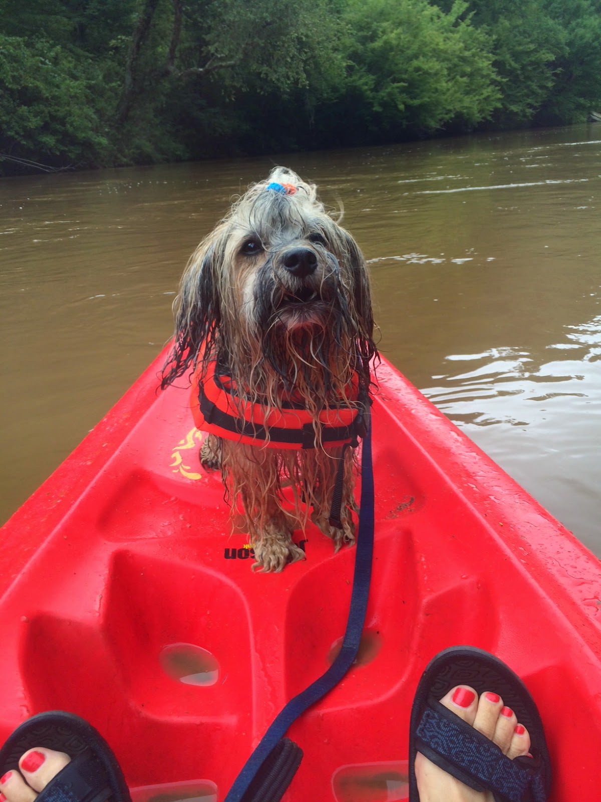 To Dog With Love How to Kayak With Your Dog