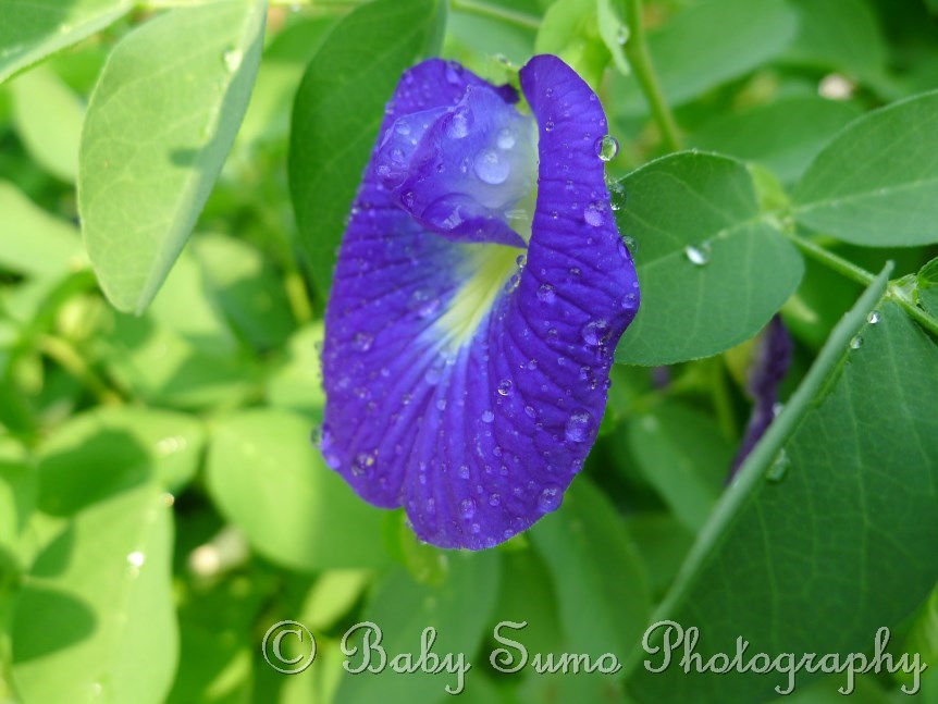 Baby Sumo Photography Blue pea flower (bunga telang) KL, Malaysia