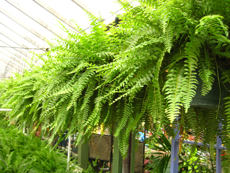 Interior Designers Boston on Rezt Relax Interior Design Plants Vs Indoor Zombie Air