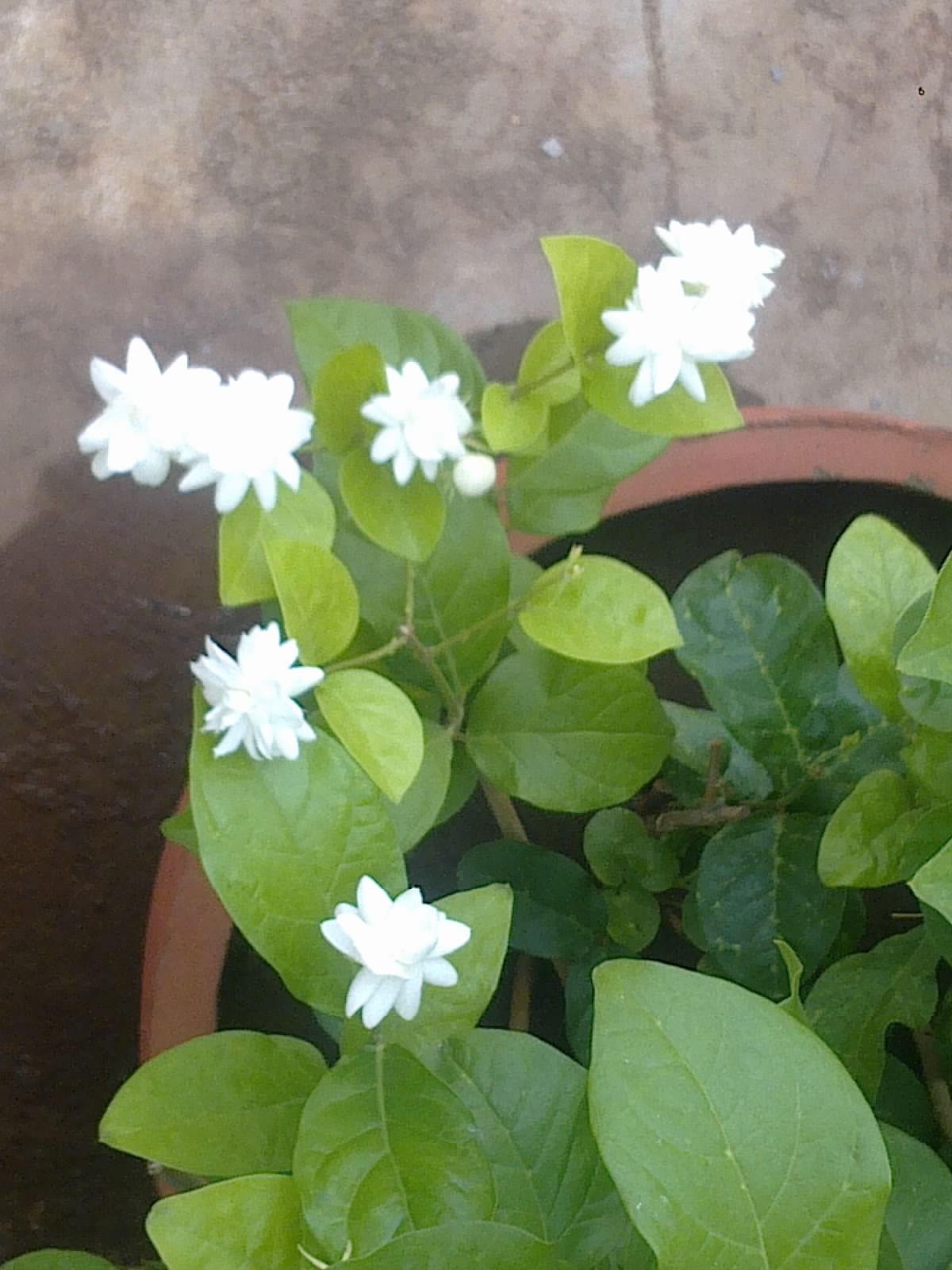 Singapore Plants Lover Today S Flowers Rosa Laevigata