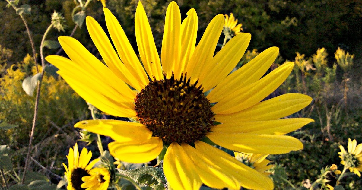 iamLivengood Sunflower oasis