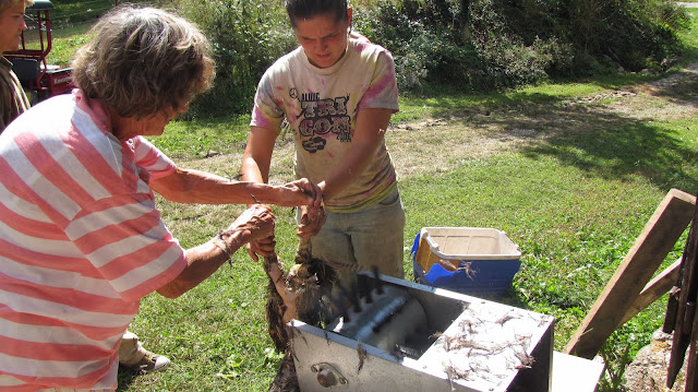 spring creek farm pioneer tn wwoof usa plucking machine pheasant