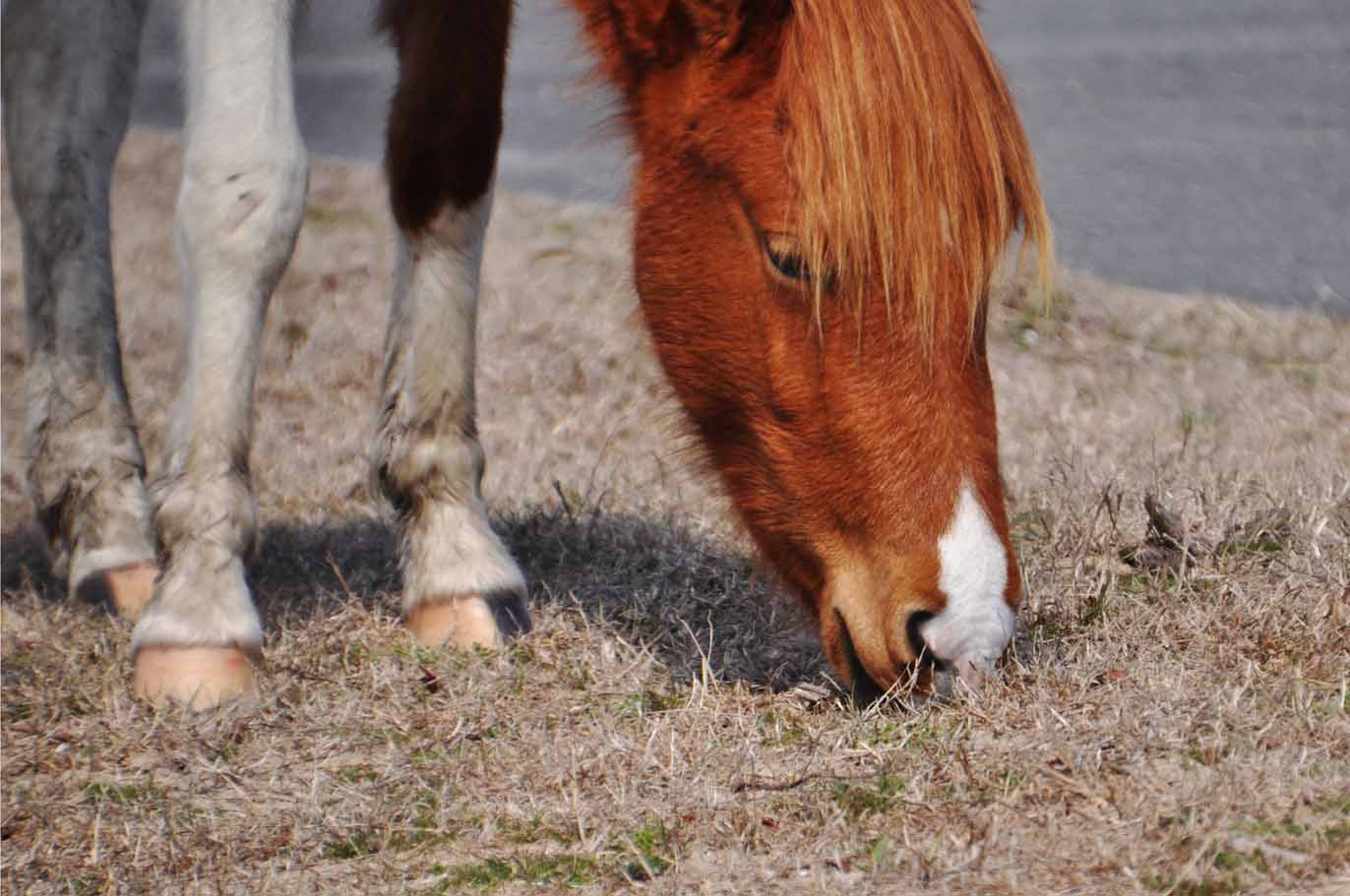 Assateague Island pony